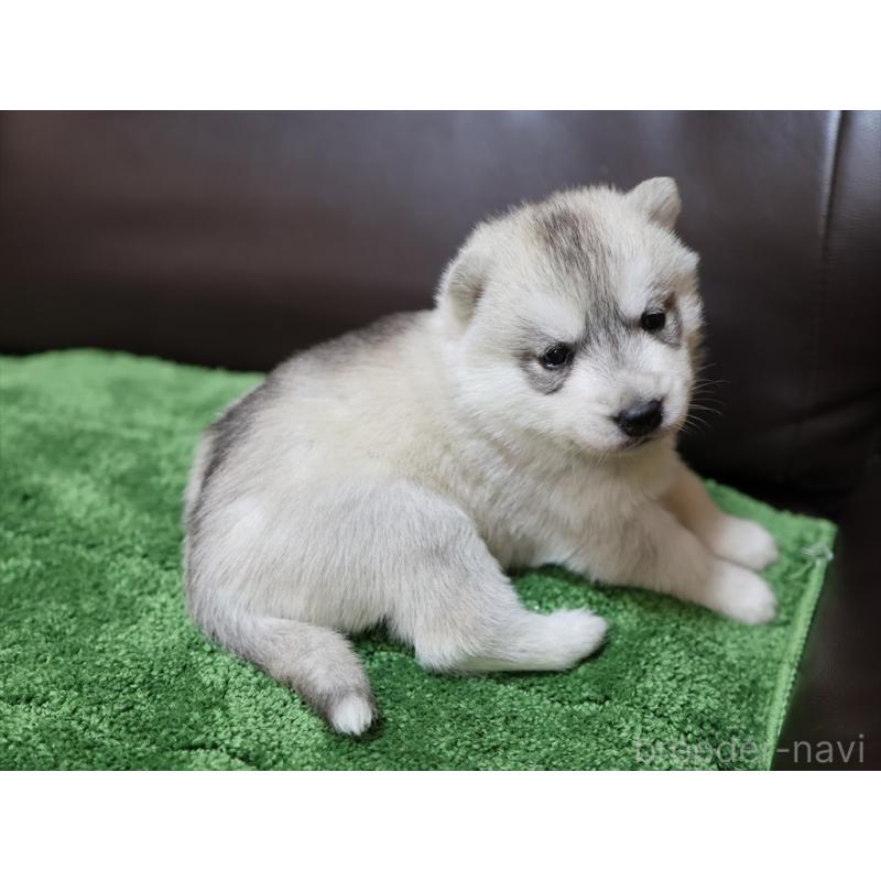 成約済の愛知県のシベリアンハスキー-420702の4枚目