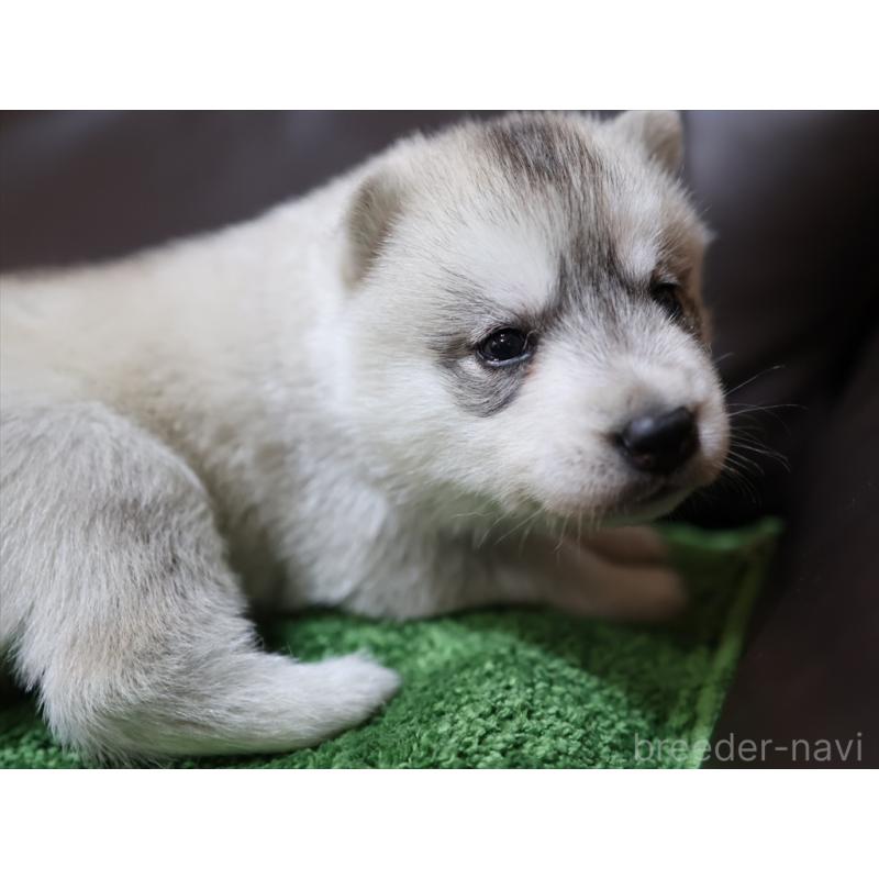 成約済の愛知県のシベリアンハスキー-420702の3枚目