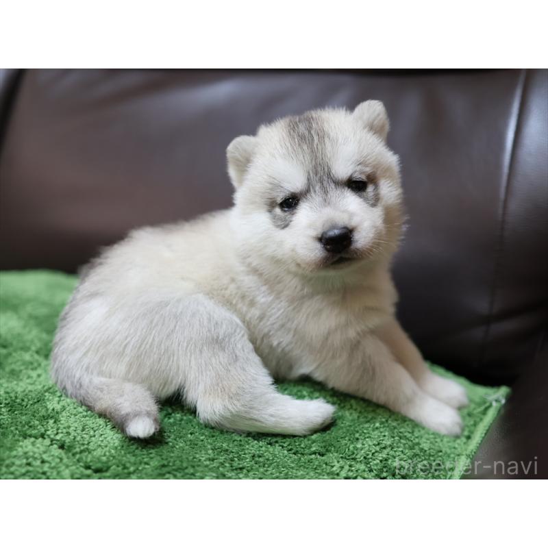 成約済の愛知県のシベリアンハスキー-420702の2枚目