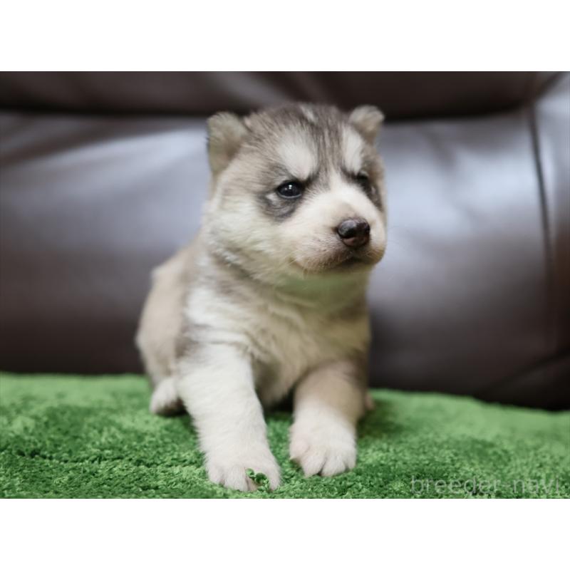 販売中の愛知県のシベリアンハスキー-423388の7枚目