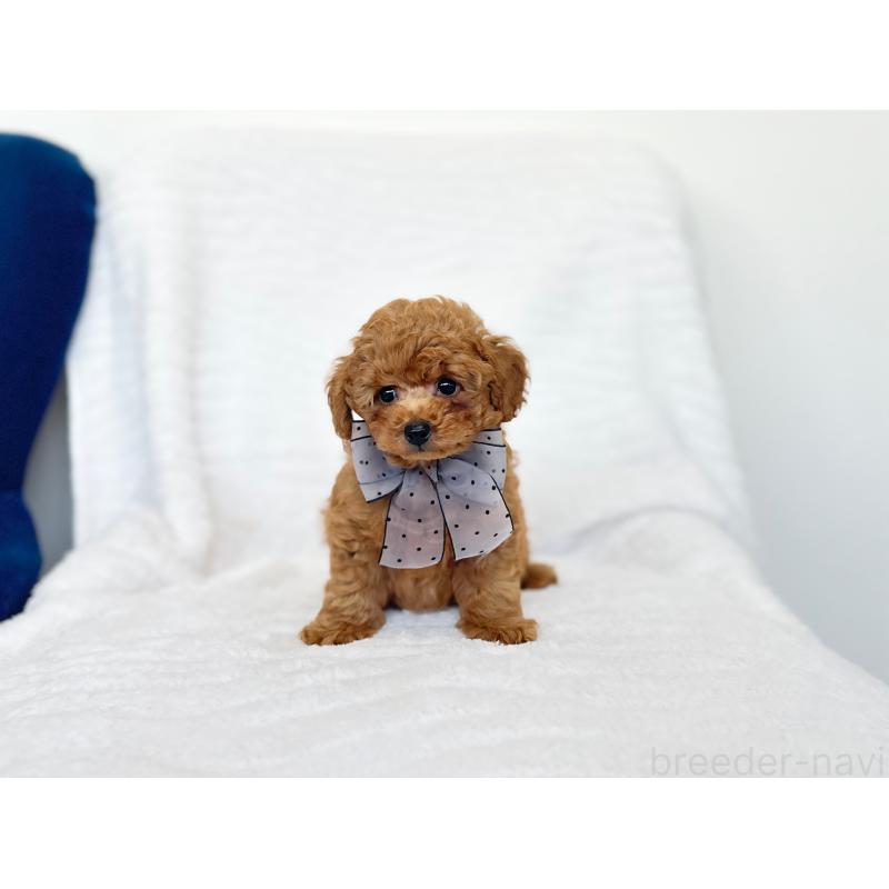 販売中の京都府のトイプードル-423390の4枚目