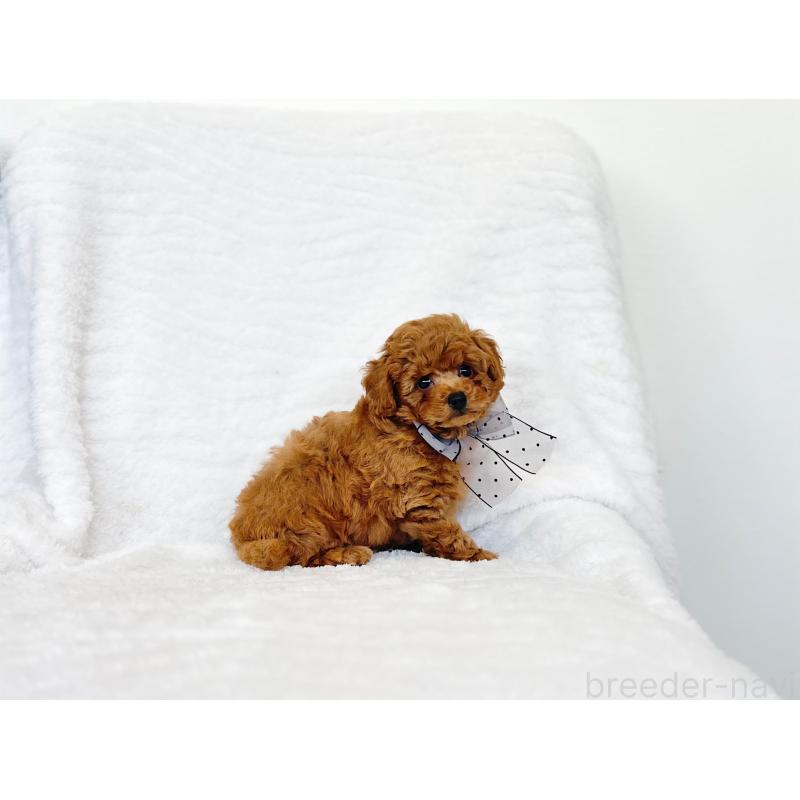 販売中の京都府のトイプードル-423390の3枚目