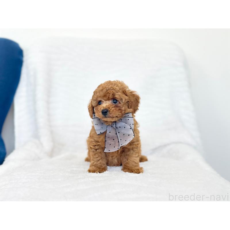 販売中の京都府のトイプードル-423390の2枚目