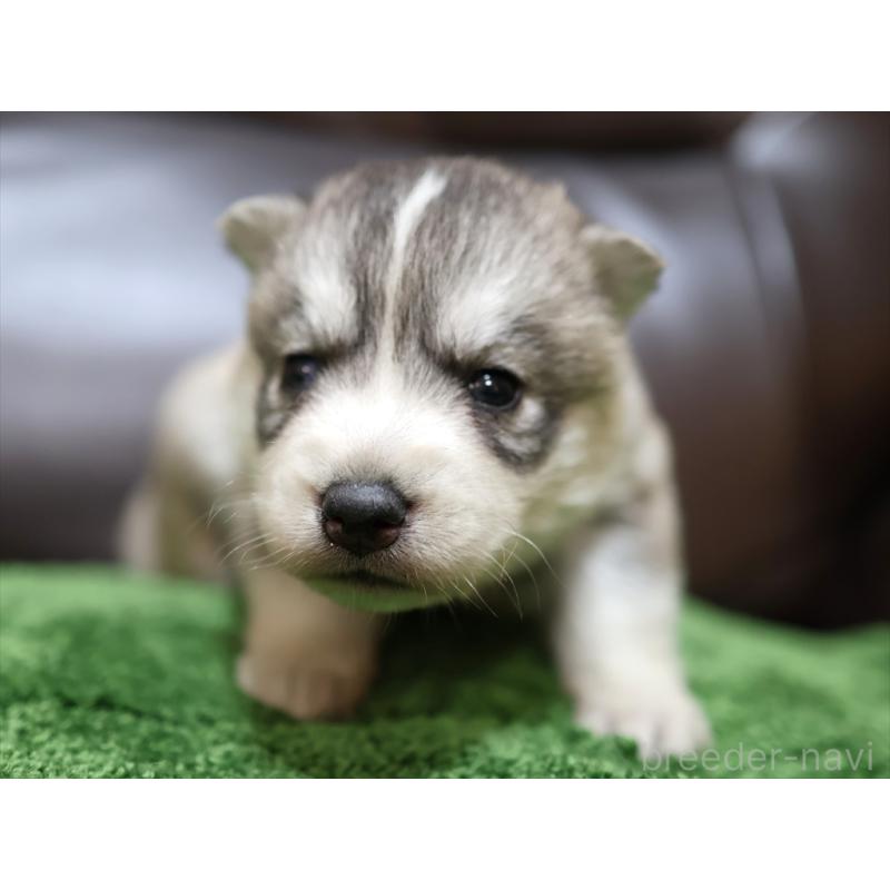 販売中の愛知県のシベリアンハスキー-423389の9枚目