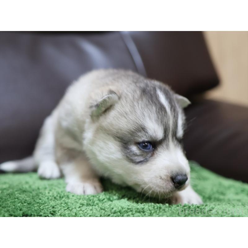 販売中の愛知県のシベリアンハスキー-423389の7枚目