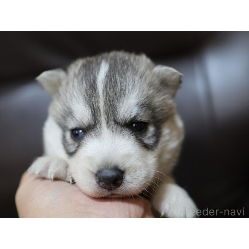 販売中の愛知県のシベリアンハスキー-423389の5枚目