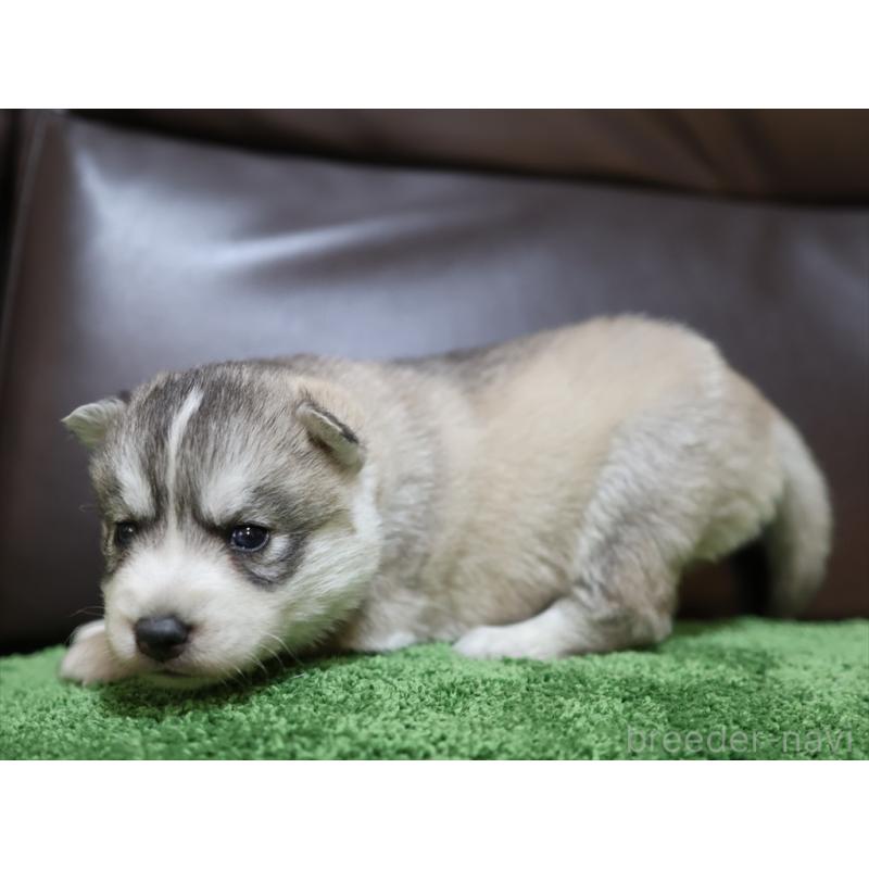 販売中の愛知県のシベリアンハスキー-423389の4枚目