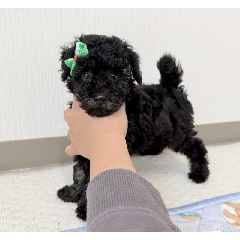 販売中の埼玉県のトイプードル-414792の2枚目