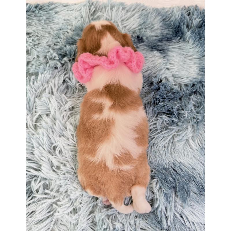 販売中の埼玉県のキャバリアキングチャールズスパニエル-423391の3枚目