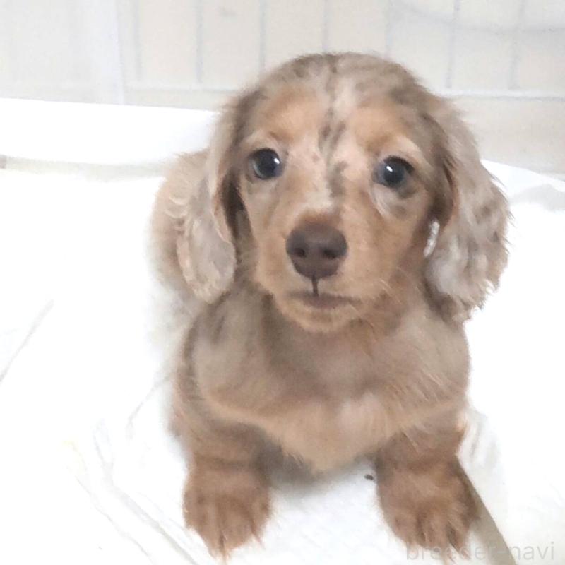 販売中の兵庫県のミニチュアダックスフンド(ロングヘアード)-423144の4枚目