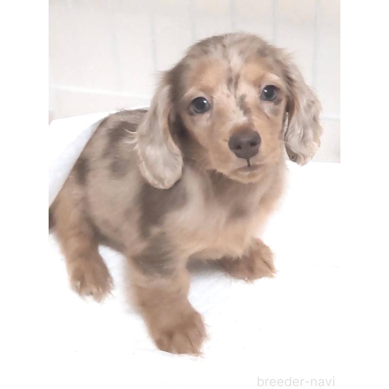 販売中の兵庫県のミニチュアダックスフンド(ロングヘアード)-423144の3枚目