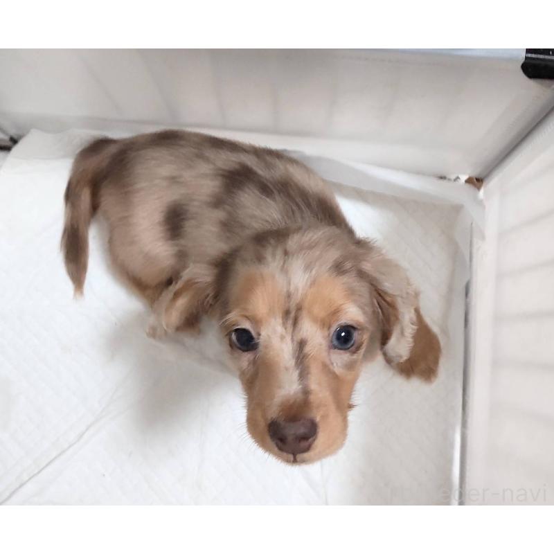 販売中の兵庫県のミニチュアダックスフンド(ロングヘアード)-423144の2枚目