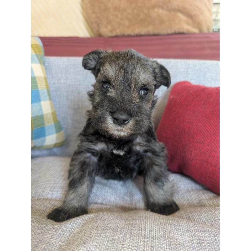 販売中の福岡県のミニチュアシュナウザー-423396の7枚目