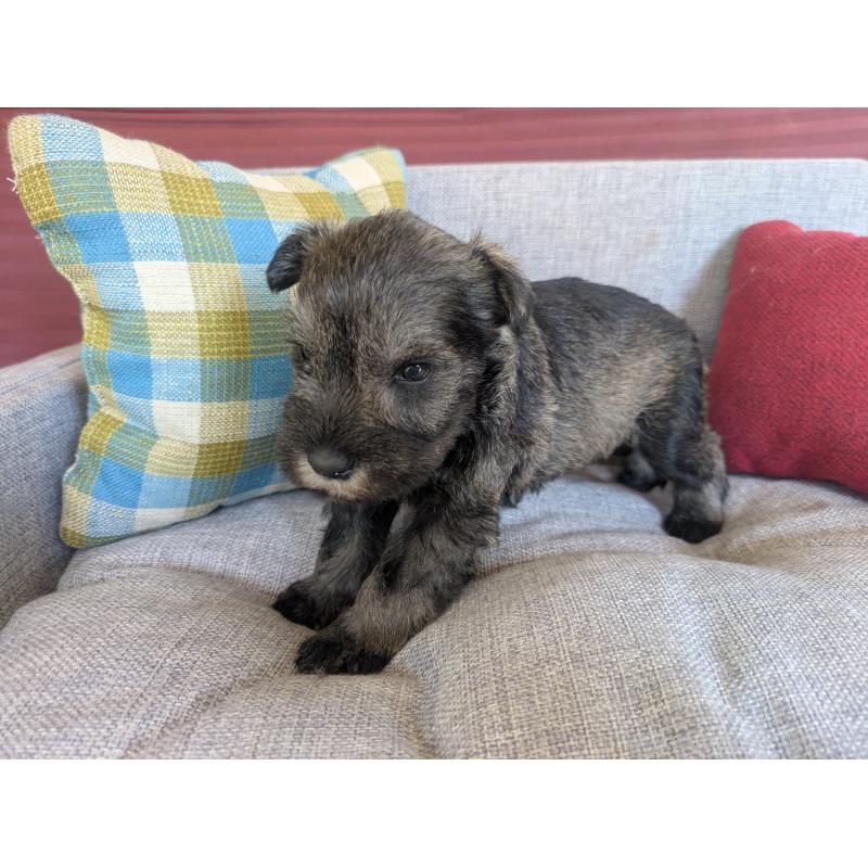 販売中の福岡県のミニチュアシュナウザー-423396の6枚目