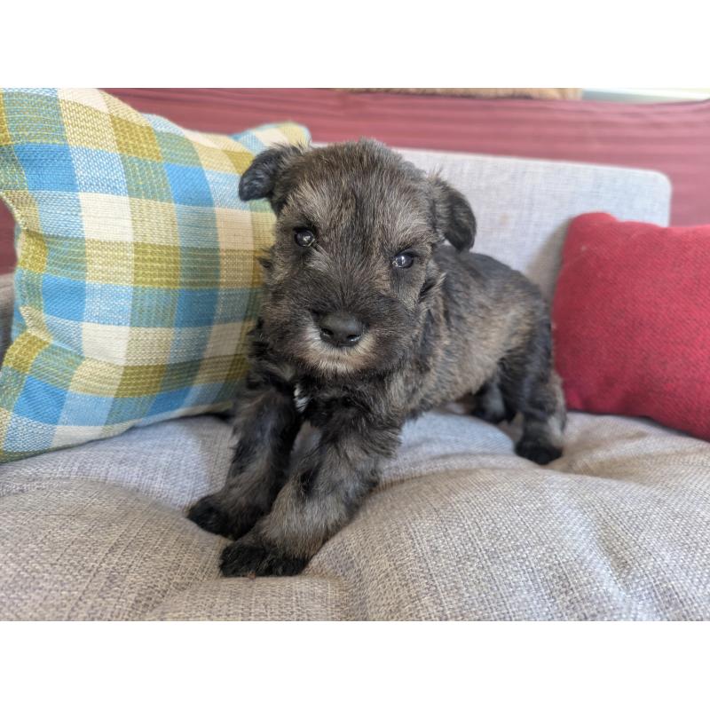 販売中の福岡県のミニチュアシュナウザー-423396の5枚目