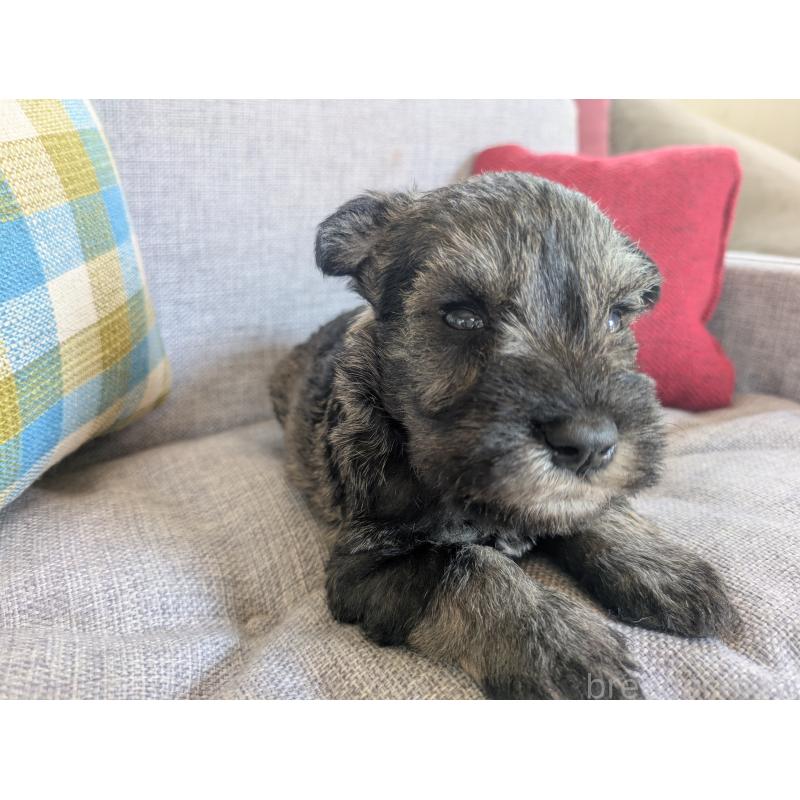 販売中の福岡県のミニチュアシュナウザー-423396の4枚目