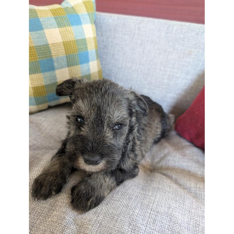 販売中の福岡県のミニチュアシュナウザー-423396の3枚目