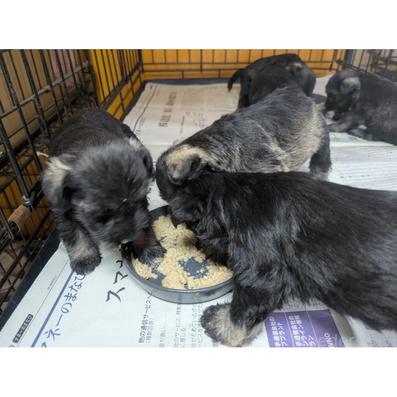 販売中の福岡県のミニチュアシュナウザー-423396の2枚目