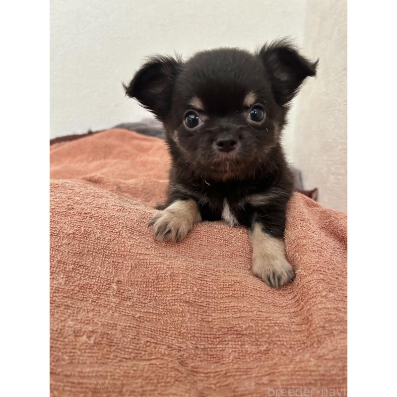 販売中の埼玉県のチワワ(ロングコート)-423394の1枚目