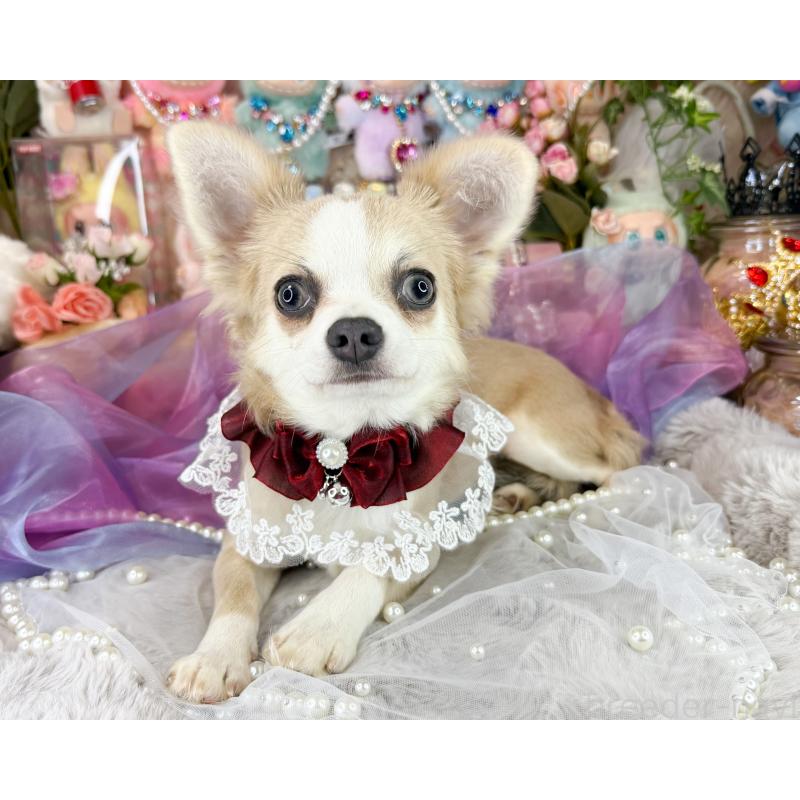 販売中の福岡県のチワワ(ロングコート)-396256の6枚目