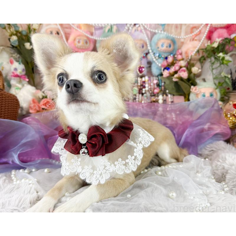 販売中の福岡県のチワワ(ロングコート)-396256の5枚目