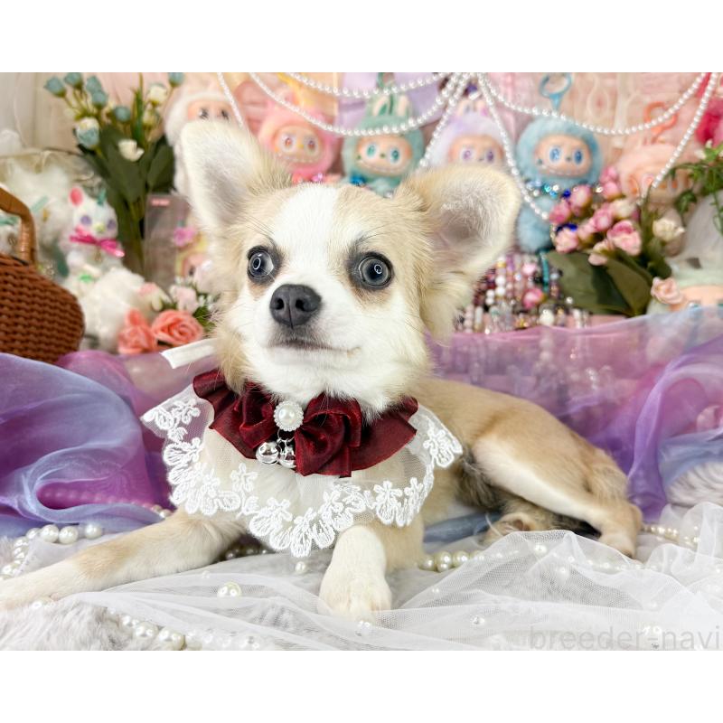 販売中の福岡県のチワワ(ロングコート)-396256の4枚目