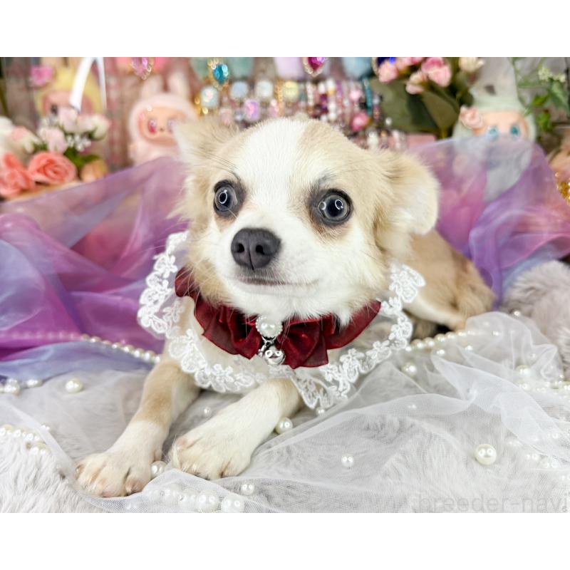 販売中の福岡県のチワワ(ロングコート)-396256の3枚目