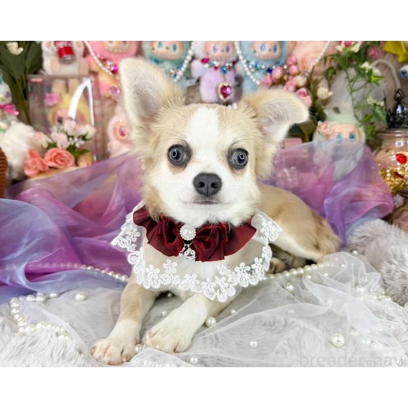 販売中の福岡県のチワワ(ロングコート)-396256の2枚目