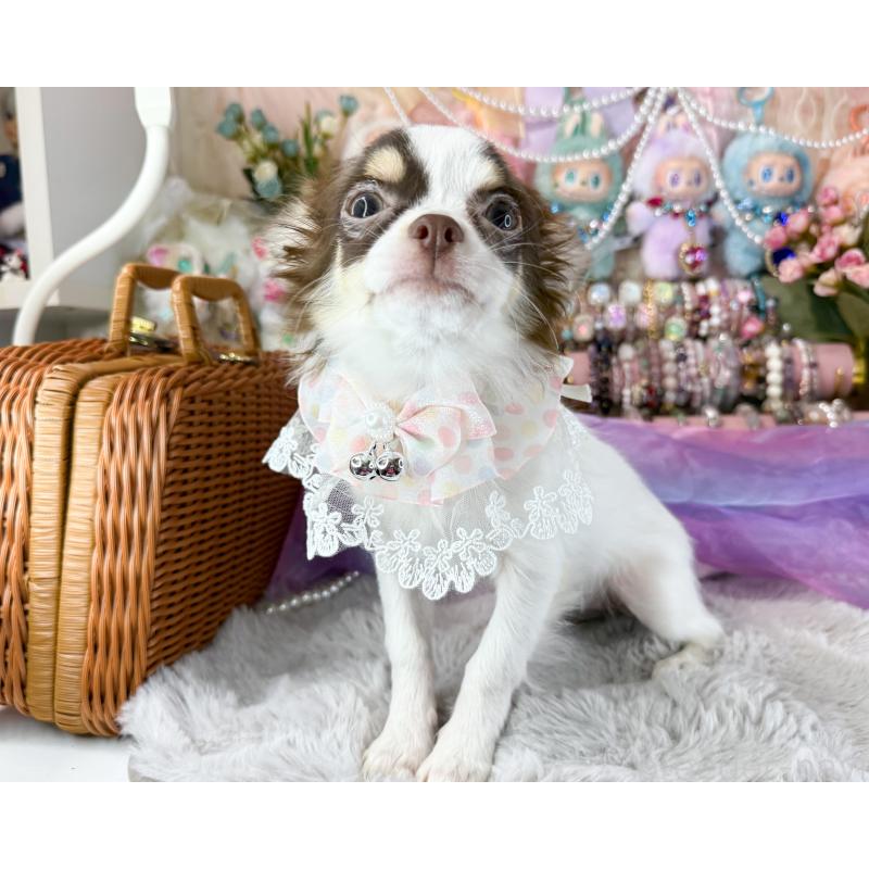 販売中の福岡県のチワワ(ロングコート)-397577の6枚目