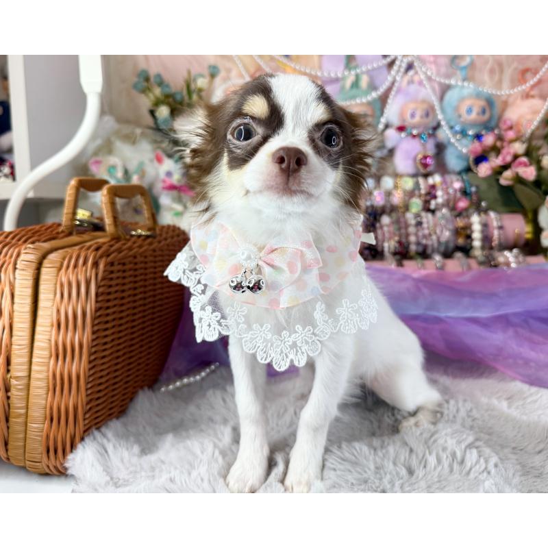 販売中の福岡県のチワワ(ロングコート)-397577の5枚目