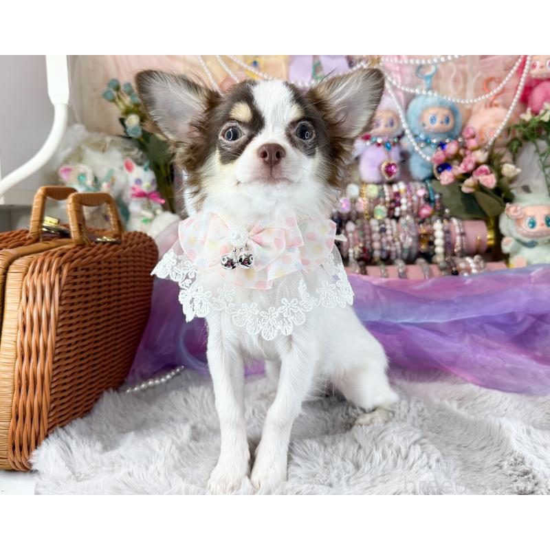 販売中の福岡県のチワワ(ロングコート)-397577の4枚目