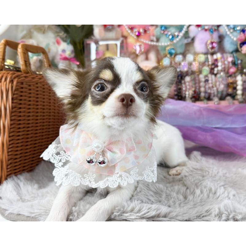 販売中の福岡県のチワワ(ロングコート)-397577の3枚目