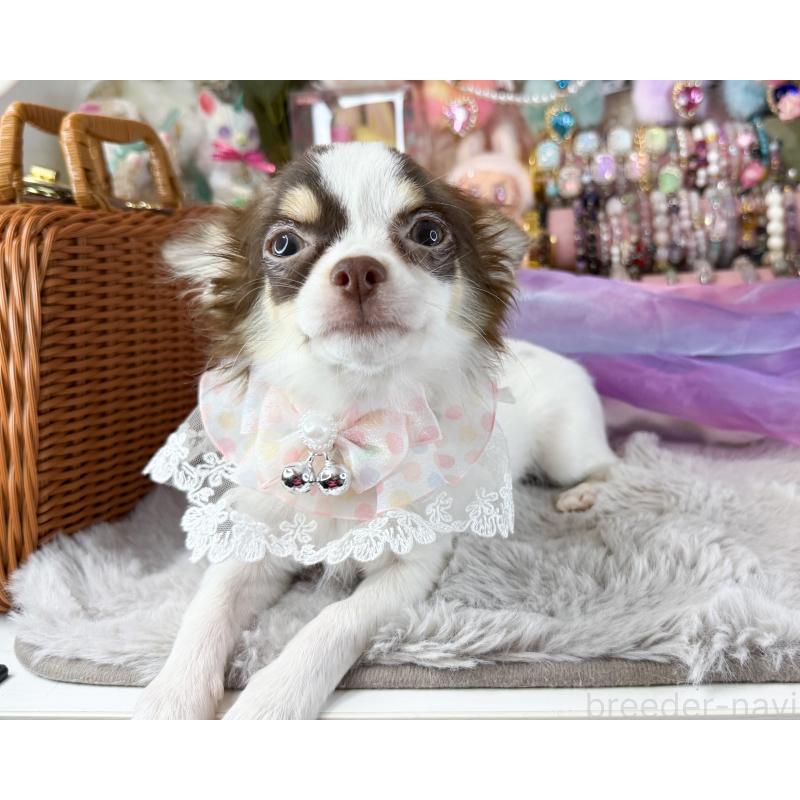 販売中の福岡県のチワワ(ロングコート)-397577の2枚目