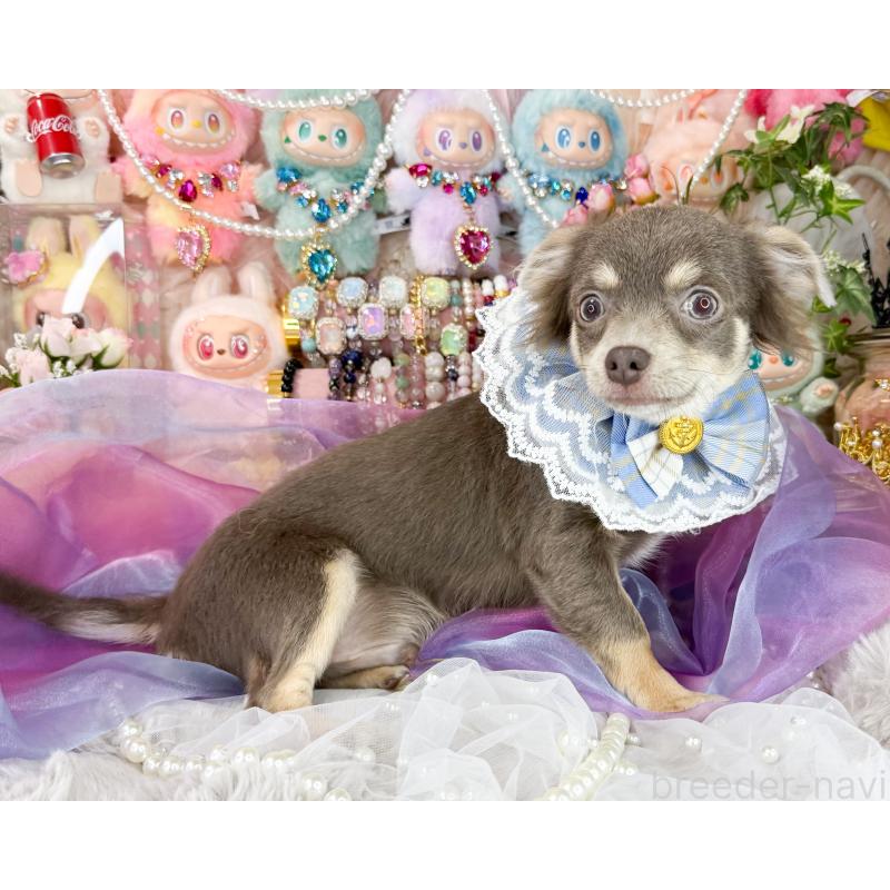 販売中の福岡県のチワワ(ロングコート)-396251の6枚目