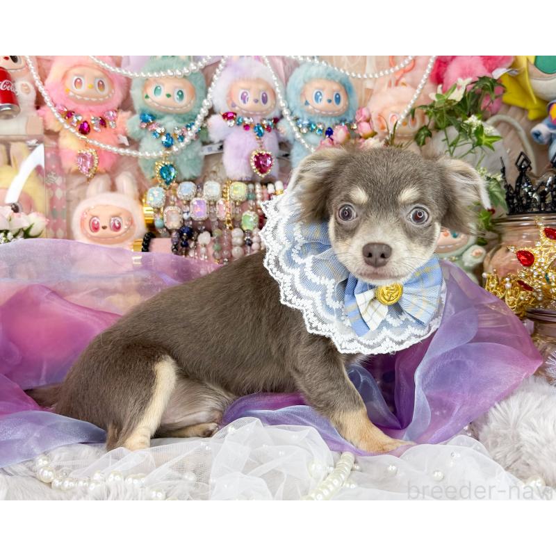 販売中の福岡県のチワワ(ロングコート)-396251の5枚目