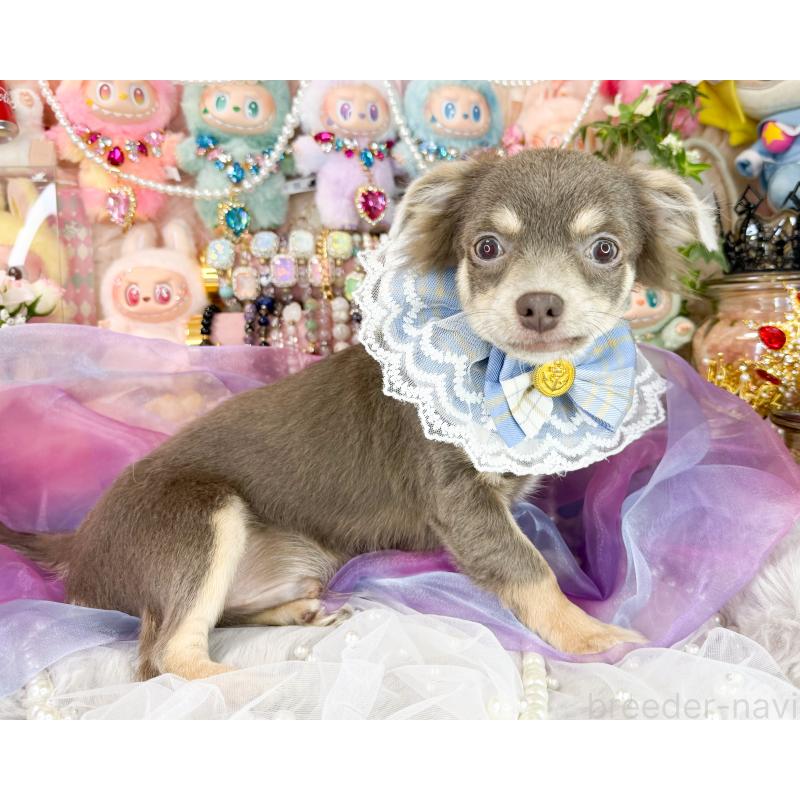 販売中の福岡県のチワワ(ロングコート)-396251の4枚目