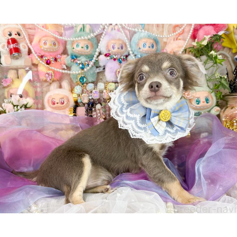 販売中の福岡県のチワワ(ロングコート)-396251の3枚目