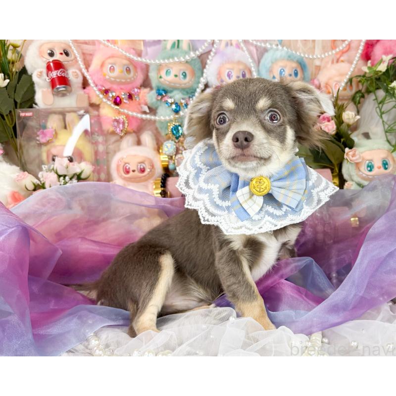 販売中の福岡県のチワワ(ロングコート)-396251の2枚目