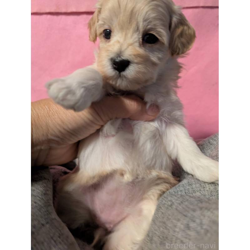 販売中の埼玉県のマルプー:マルチーズ×トイプードル-423397の6枚目