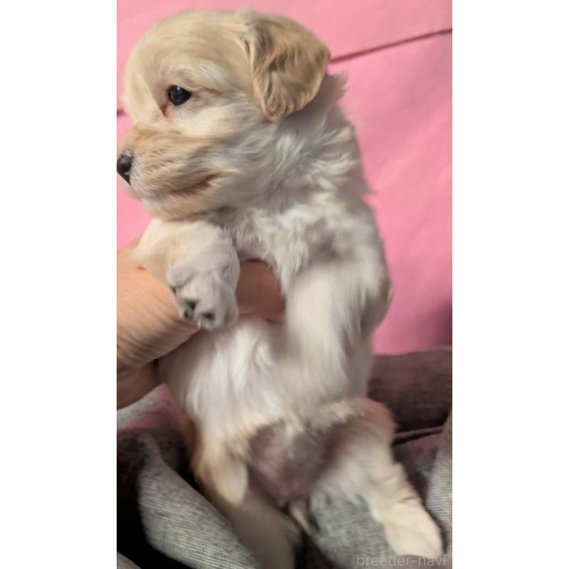 販売中の埼玉県のマルプー:マルチーズ×トイプードル-423397の5枚目