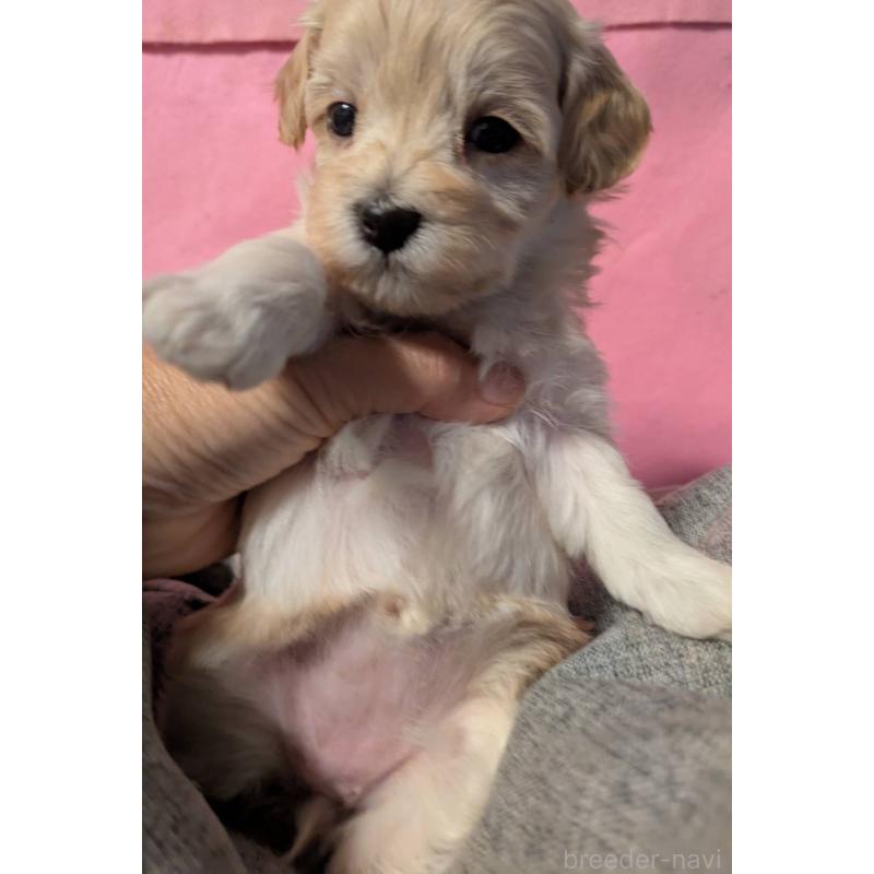 販売中の埼玉県のマルプー:マルチーズ×トイプードル-423397の4枚目