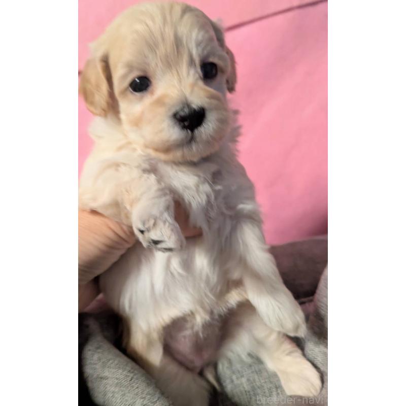 販売中の埼玉県のマルプー:マルチーズ×トイプードル-423397の3枚目