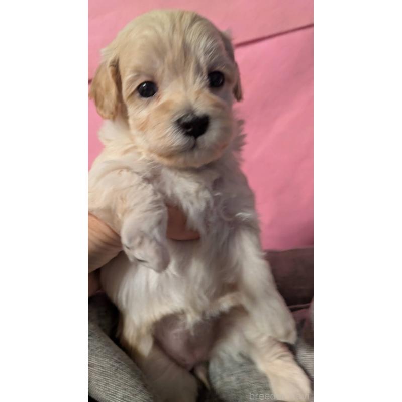 販売中の埼玉県のマルプー:マルチーズ×トイプードル-423397の2枚目