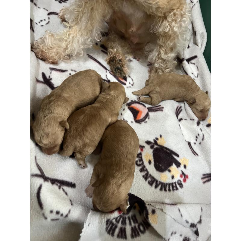 販売中の埼玉県のレークランドテリア-423395の3枚目