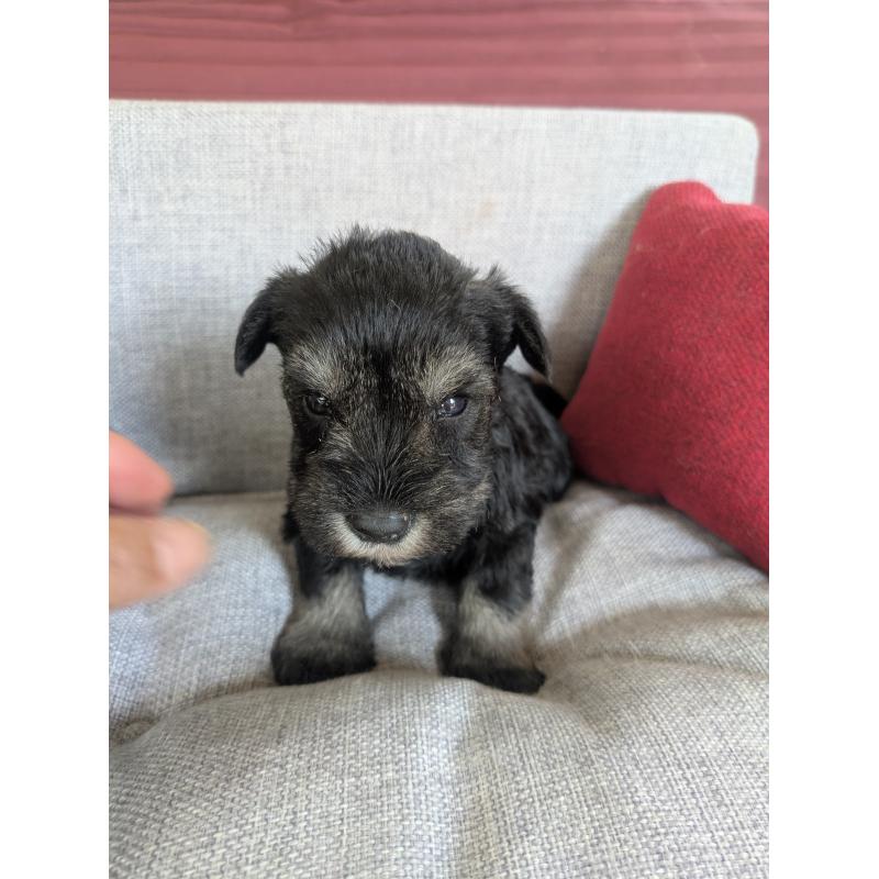 販売中の福岡県のミニチュアシュナウザー-423401の8枚目