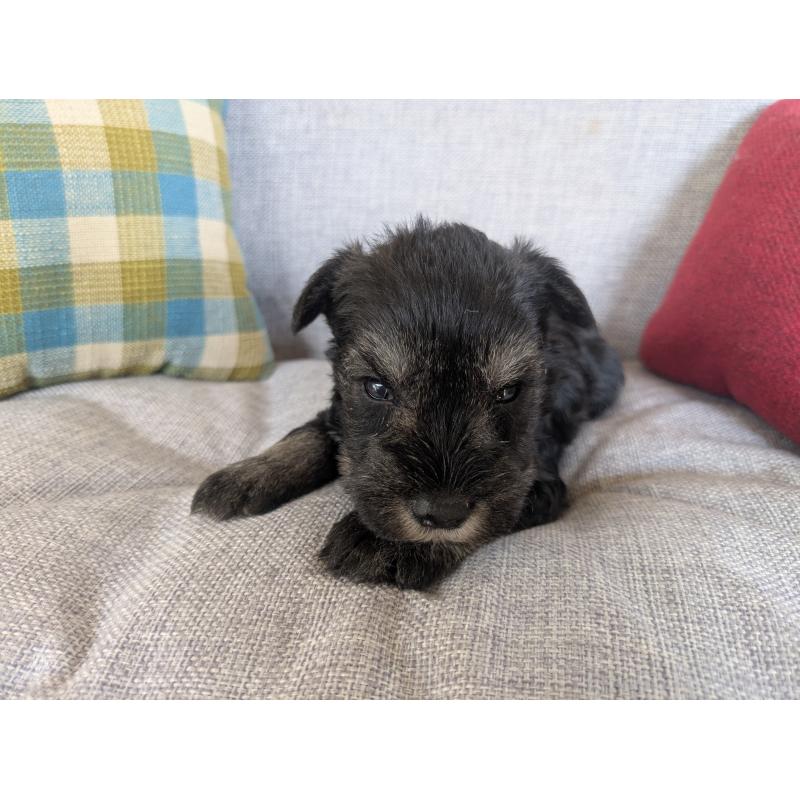 販売中の福岡県のミニチュアシュナウザー-423401の6枚目