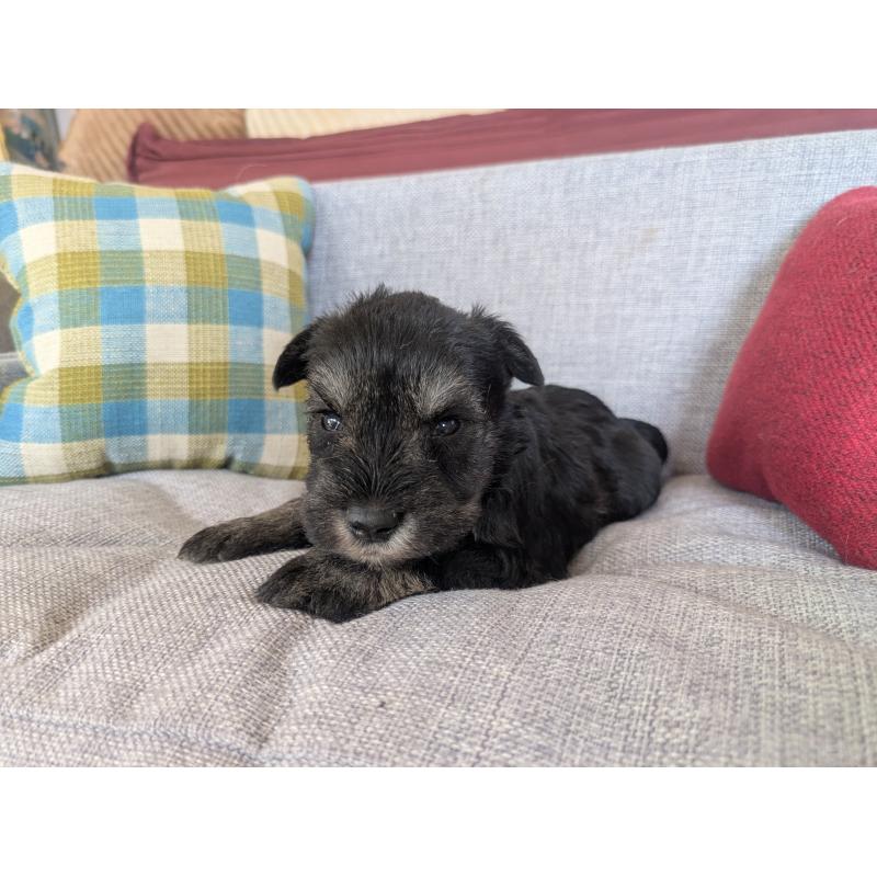 販売中の福岡県のミニチュアシュナウザー-423401の5枚目