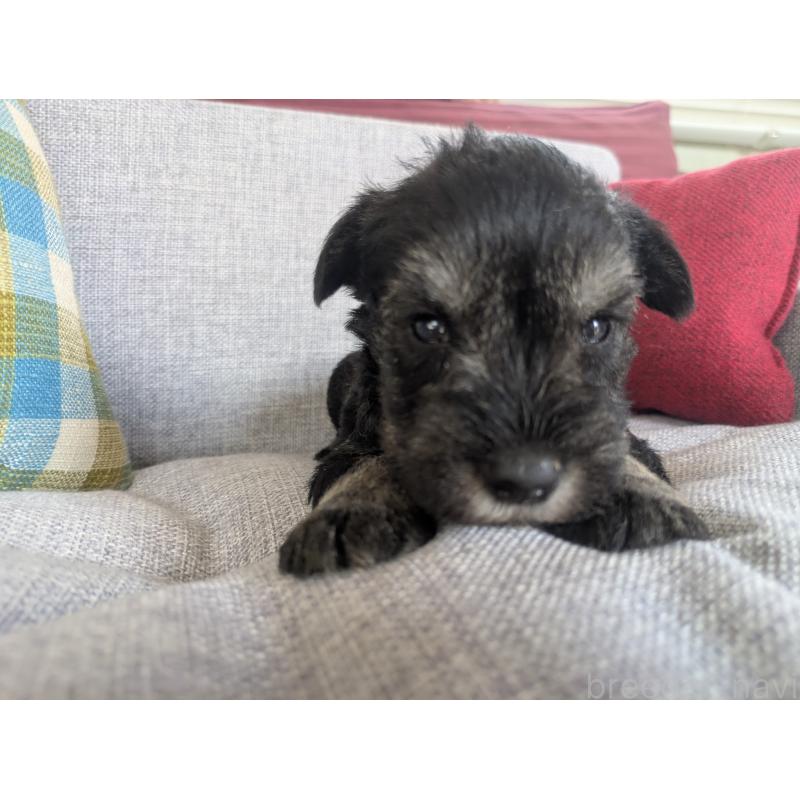 販売中の福岡県のミニチュアシュナウザー-423401の3枚目