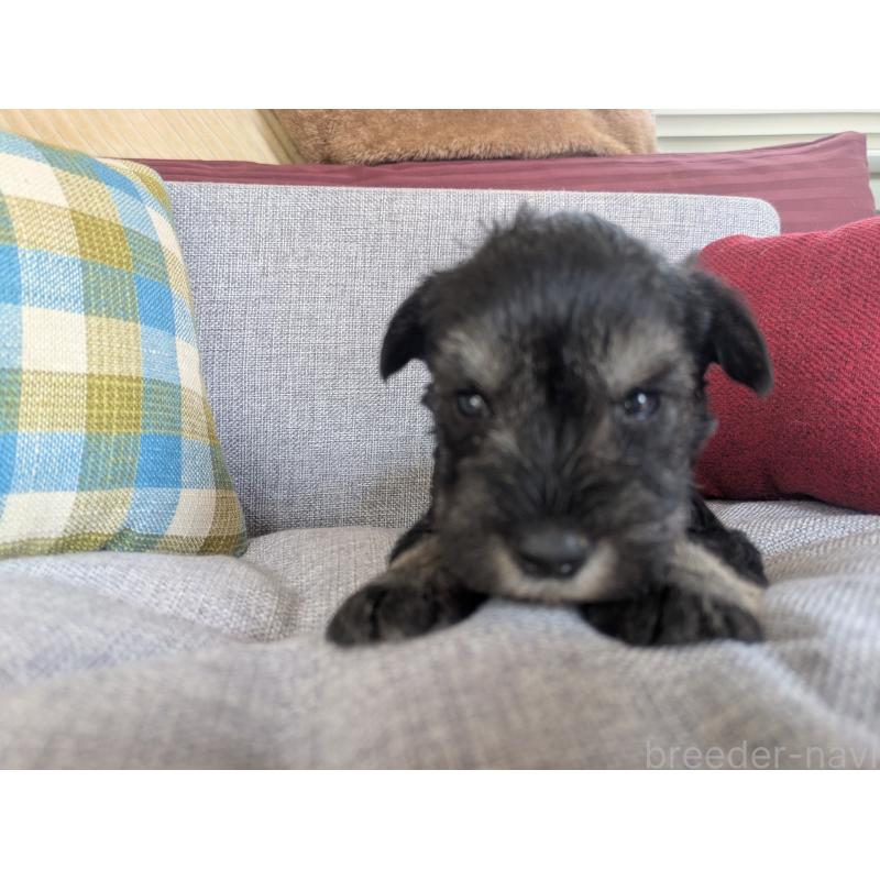 販売中の福岡県のミニチュアシュナウザー-423401の2枚目