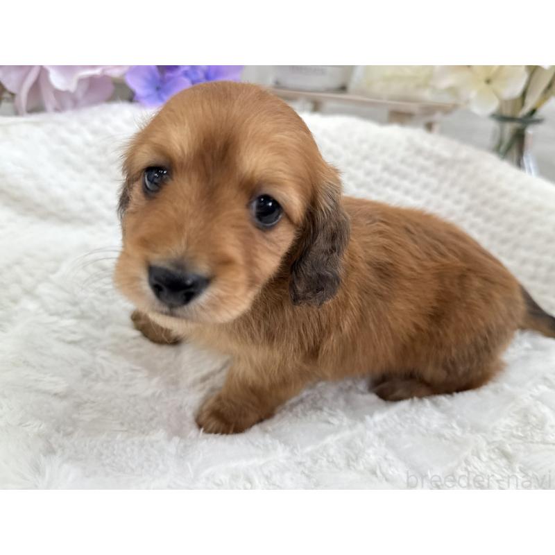 販売中の京都府のミニチュアダックスフンド(ロングヘアード)-423398の8枚目